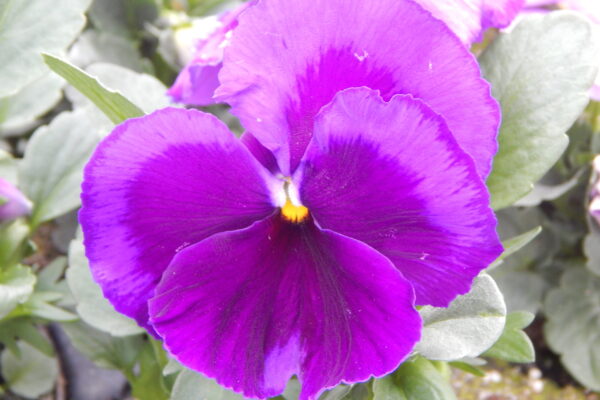 violett gr