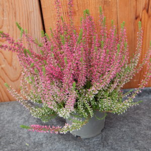 Calluna rot