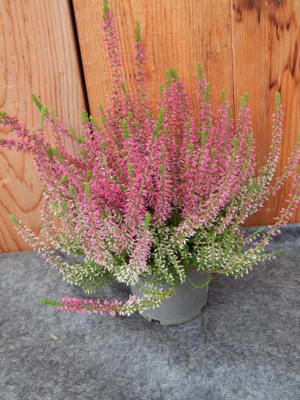 Calluna rot